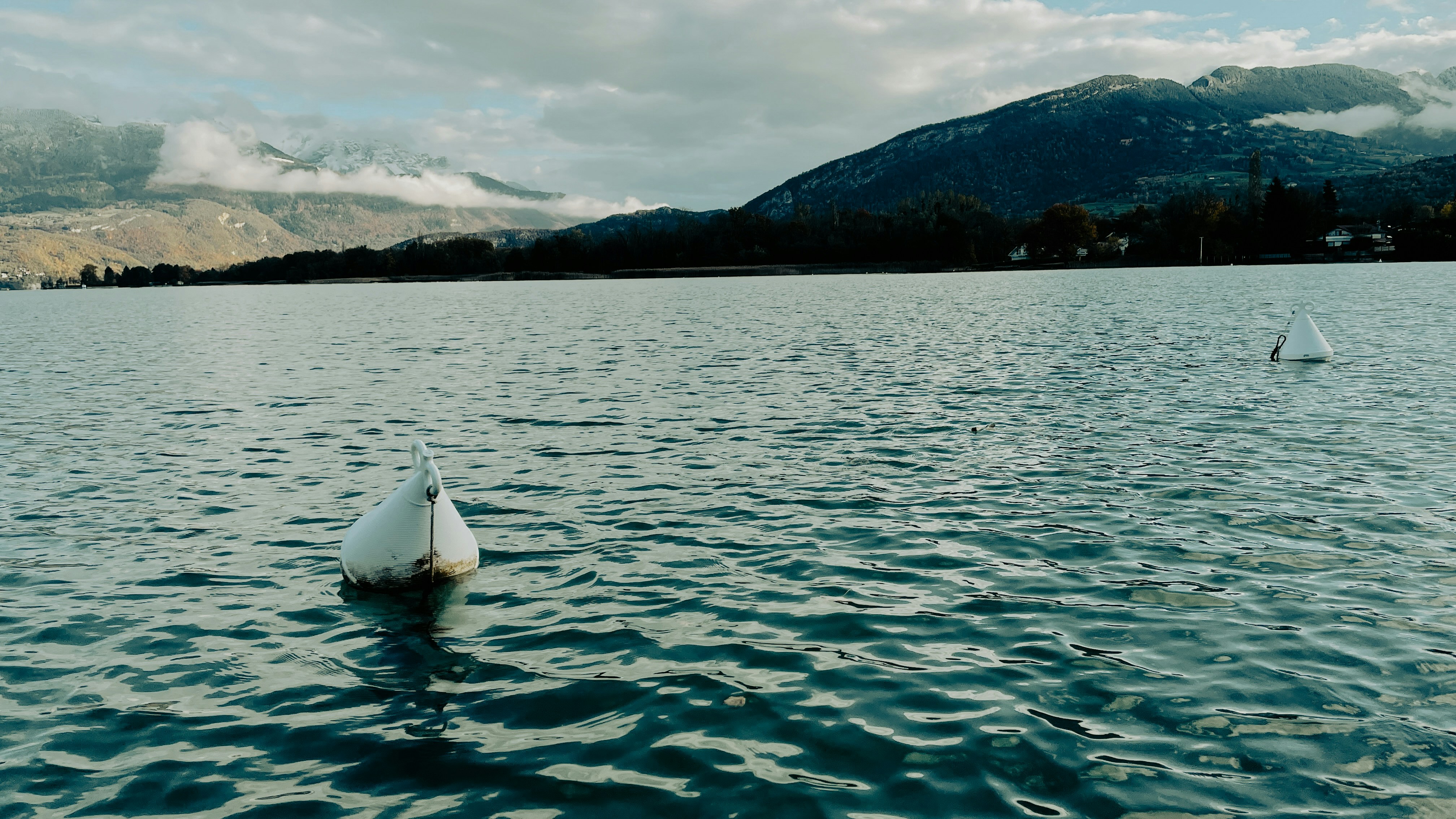 a couple of swans floating on top of a lake