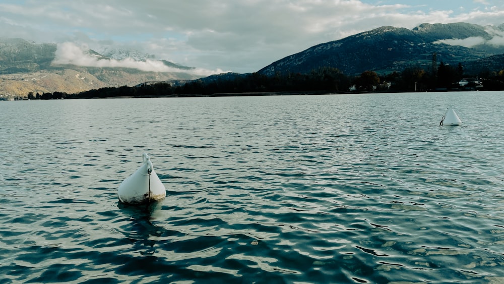 a couple of swans floating on top of a lake