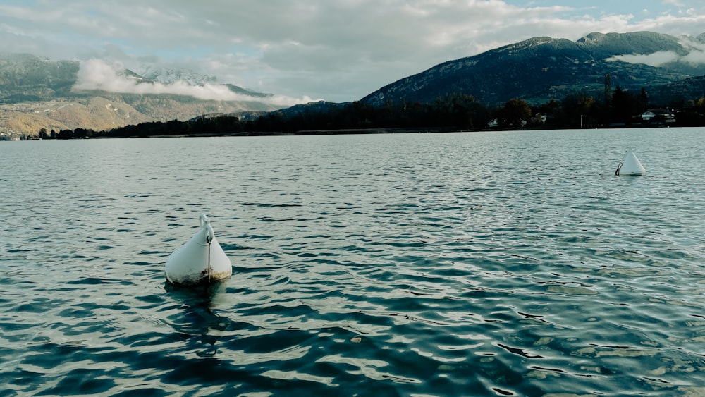 Un par de cisnes flotando en la cima de un lago