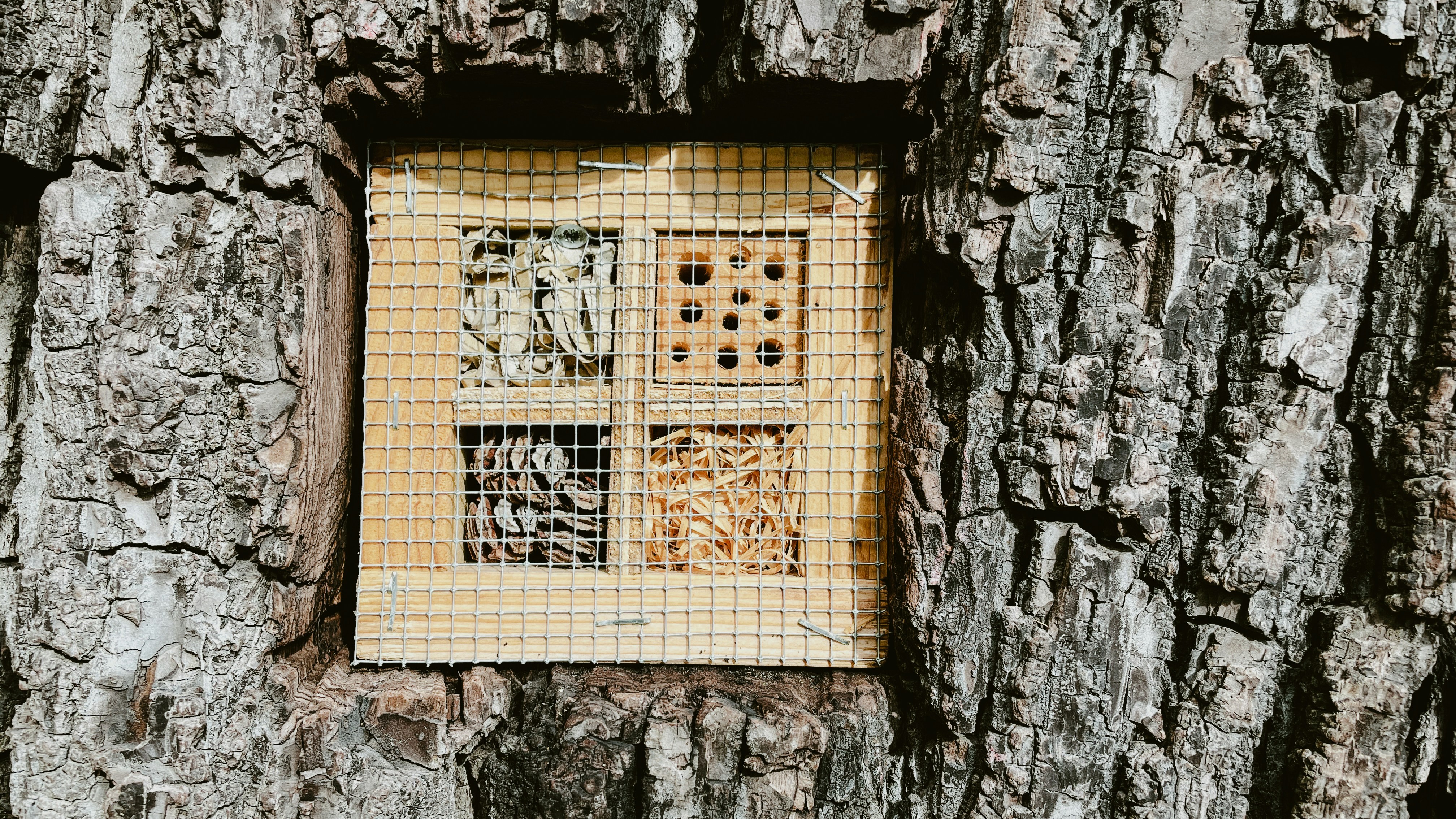 a cage is attached to the bark of a tree