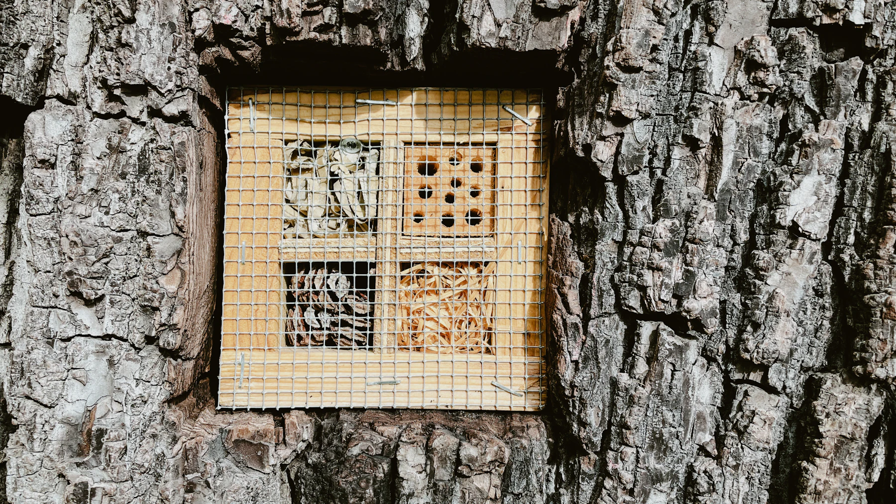 A small four-room wooden box behind wire mesh, set against rough tree bark
