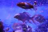 A peaceful aquarium corner with soft lighting and colorful fish swimming.