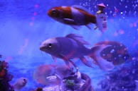 A serene fish tank with colorful fish swimming.