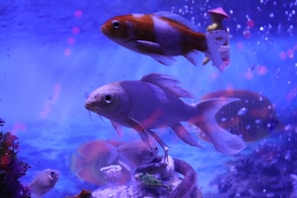 A vibrant aquarium filled with colorful tropical fish swimming among lush plants.
