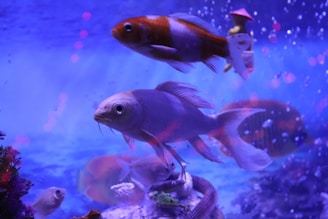 Several colorful fish swim in a vibrant aquarium environment, surrounded by bubbles and plants. The water is illuminated with a purple-blue light, creating a surreal and calming atmosphere.