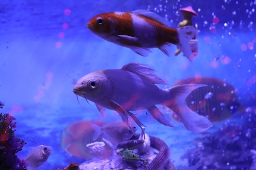 Several colorful fish swim in a vibrant aquarium environment, surrounded by bubbles and plants. The water is illuminated with a purple-blue light, creating a surreal and calming atmosphere.