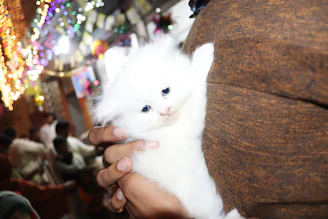 A happy family holding their newly adopted kitten at home.