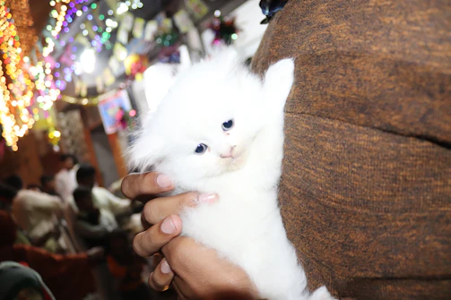 A happy family holding their newly adopted kitten at home.
