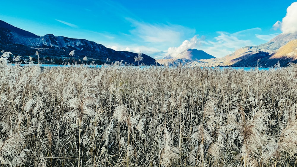 un champ d’herbes hautes avec des montagnes en arrière-plan