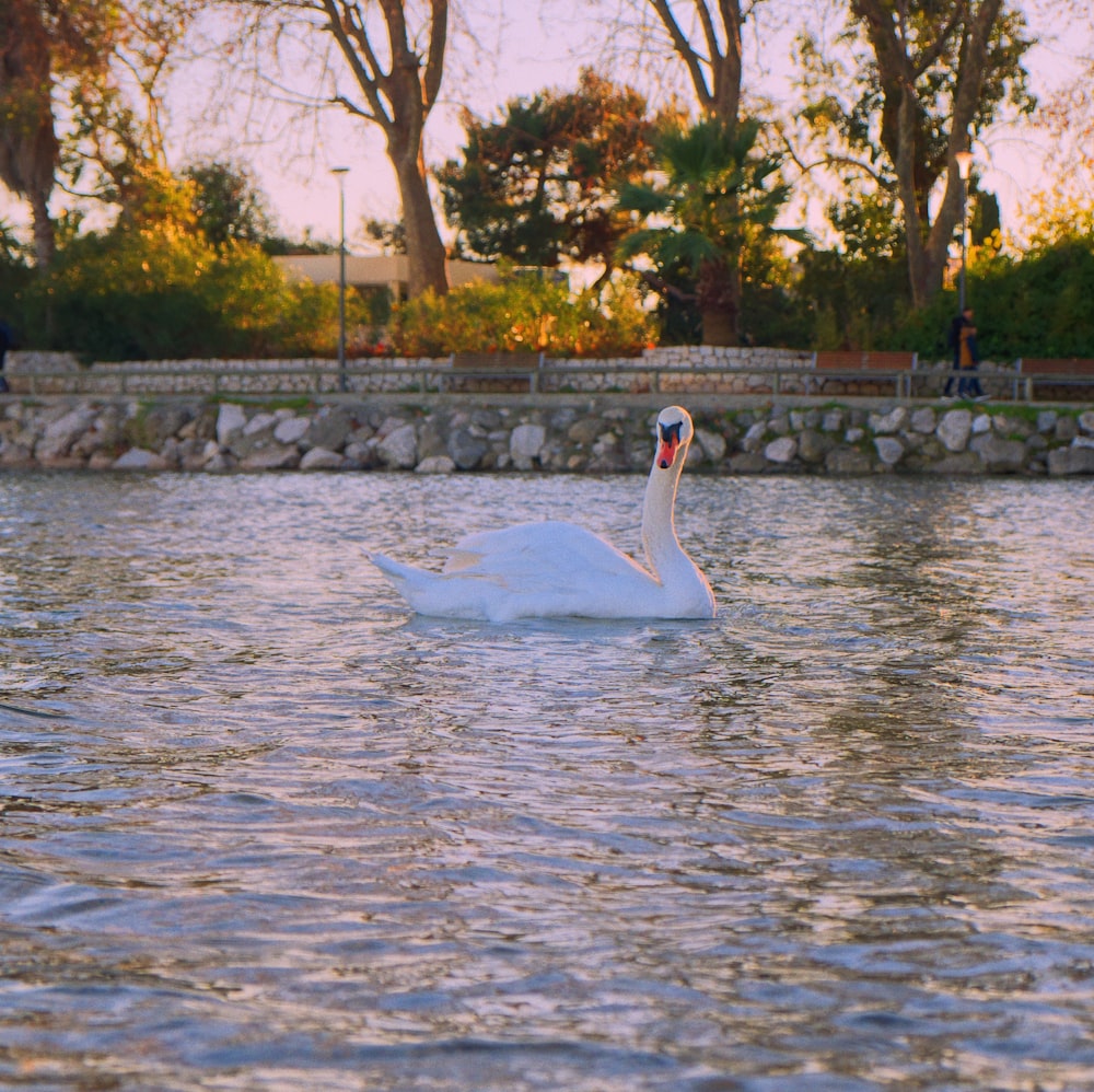 a white swan floating on top of a lake