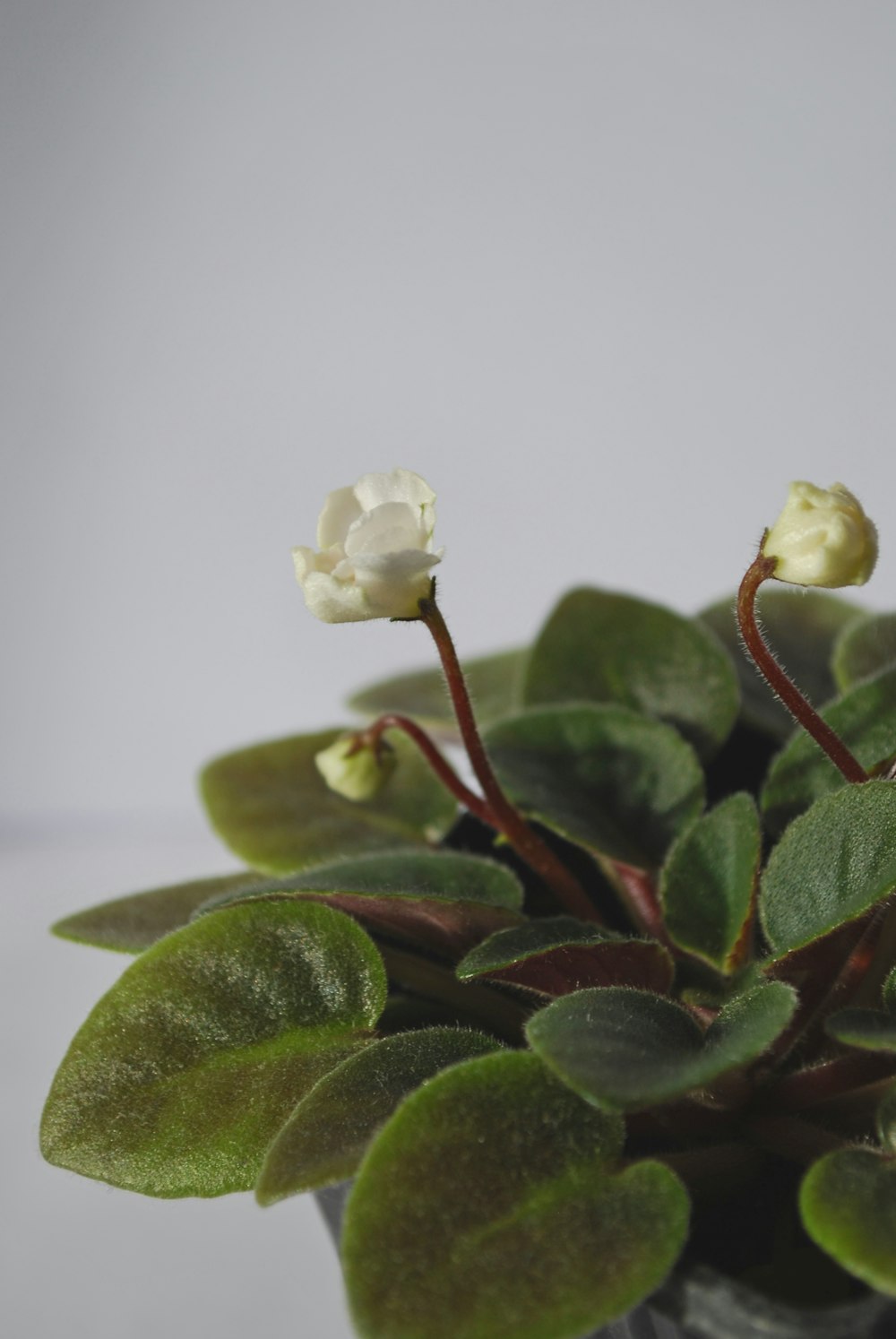 a potted plant with white flowers and green leaves