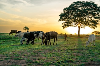 a herd of cattle grazing on a lush green field