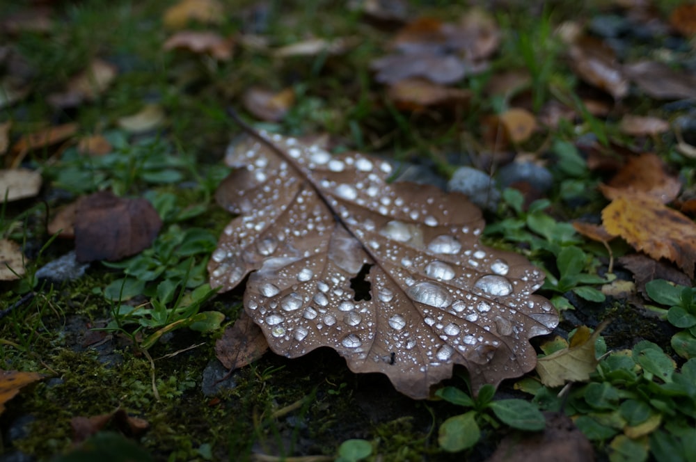 a leaf with water droplets on it laying on the ground