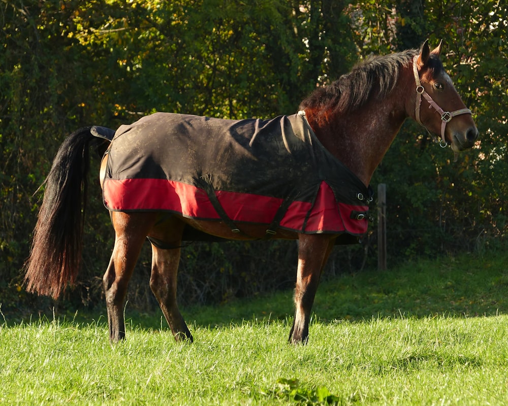 a horse wearing a blanket standing in a field