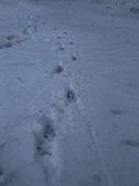 Tracks of a deer in fresh snow leading into dense woods.
