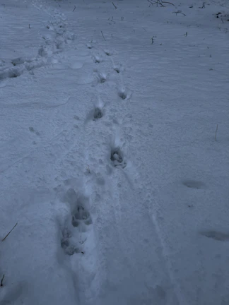 Tracks of a deer in fresh snow leading into dense woods.