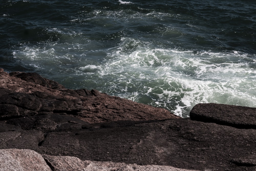 a bird sitting on a rock near the ocean