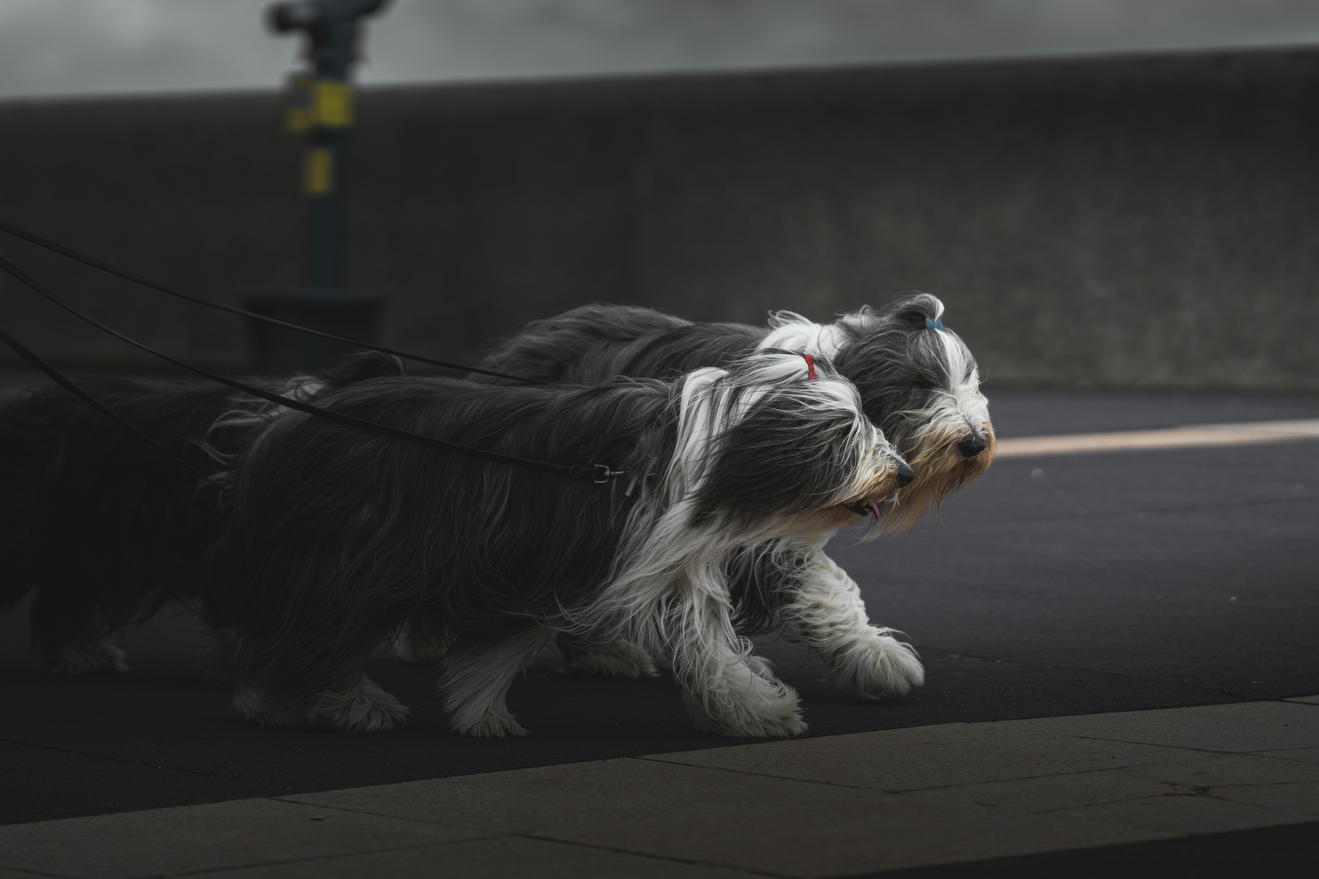 Two bearded collies on leashes enjoying a walk.