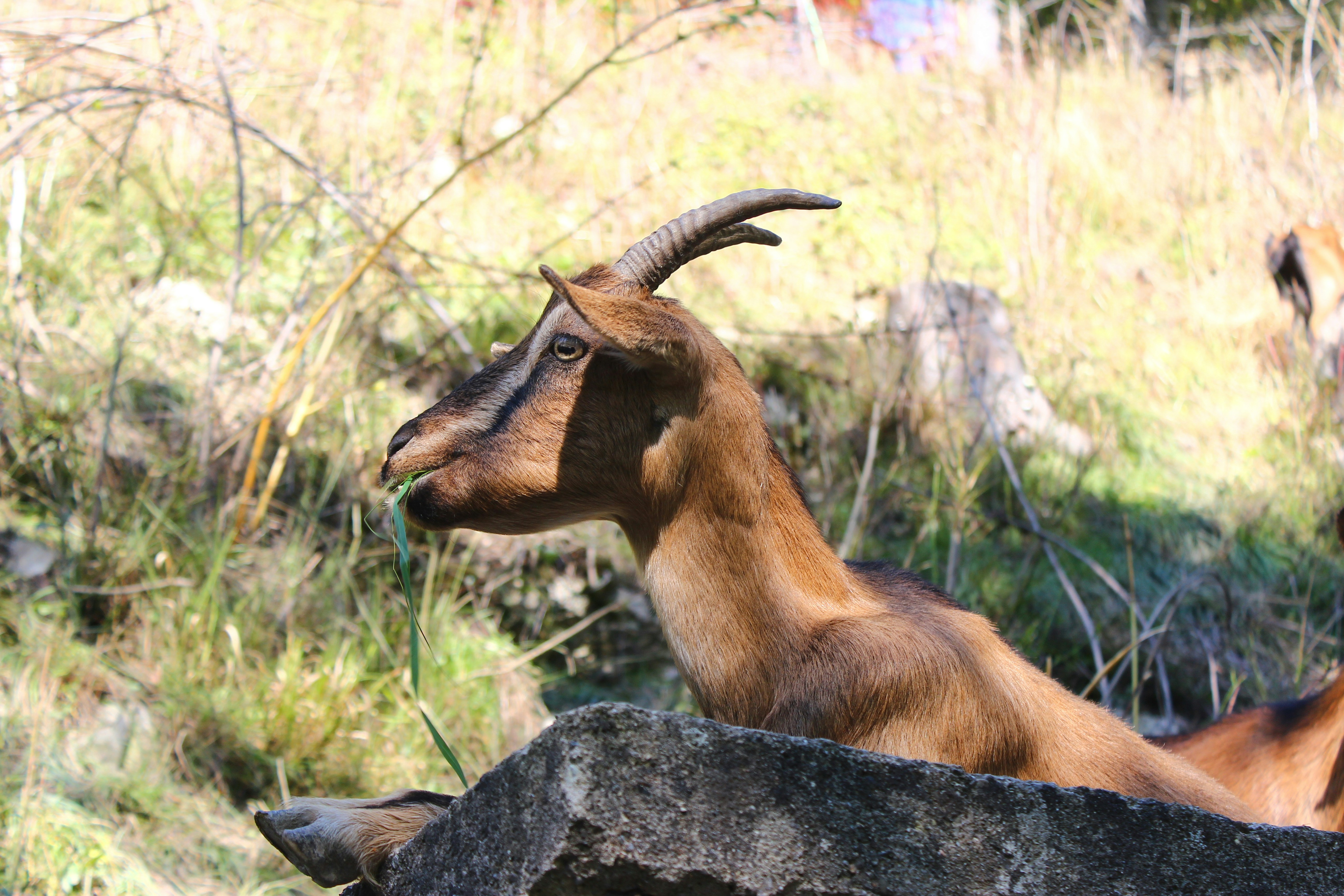 a brown goat standing on top of a lush green field