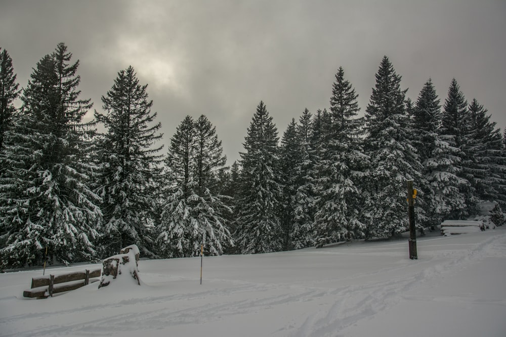 ein schneebedecktes Feld mit Bänken und Bäumen