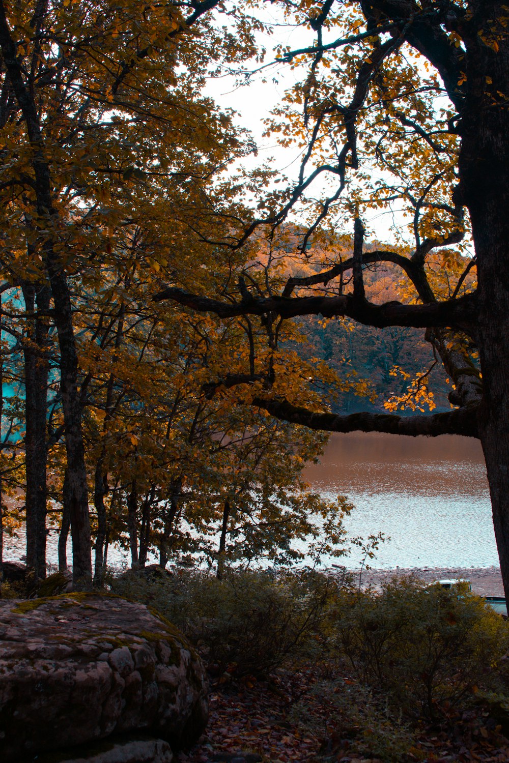 a couple of trees sitting next to a body of water