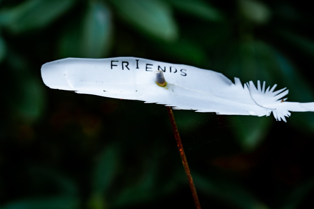 una pluma blanca con la palabra amigos escrita en ella