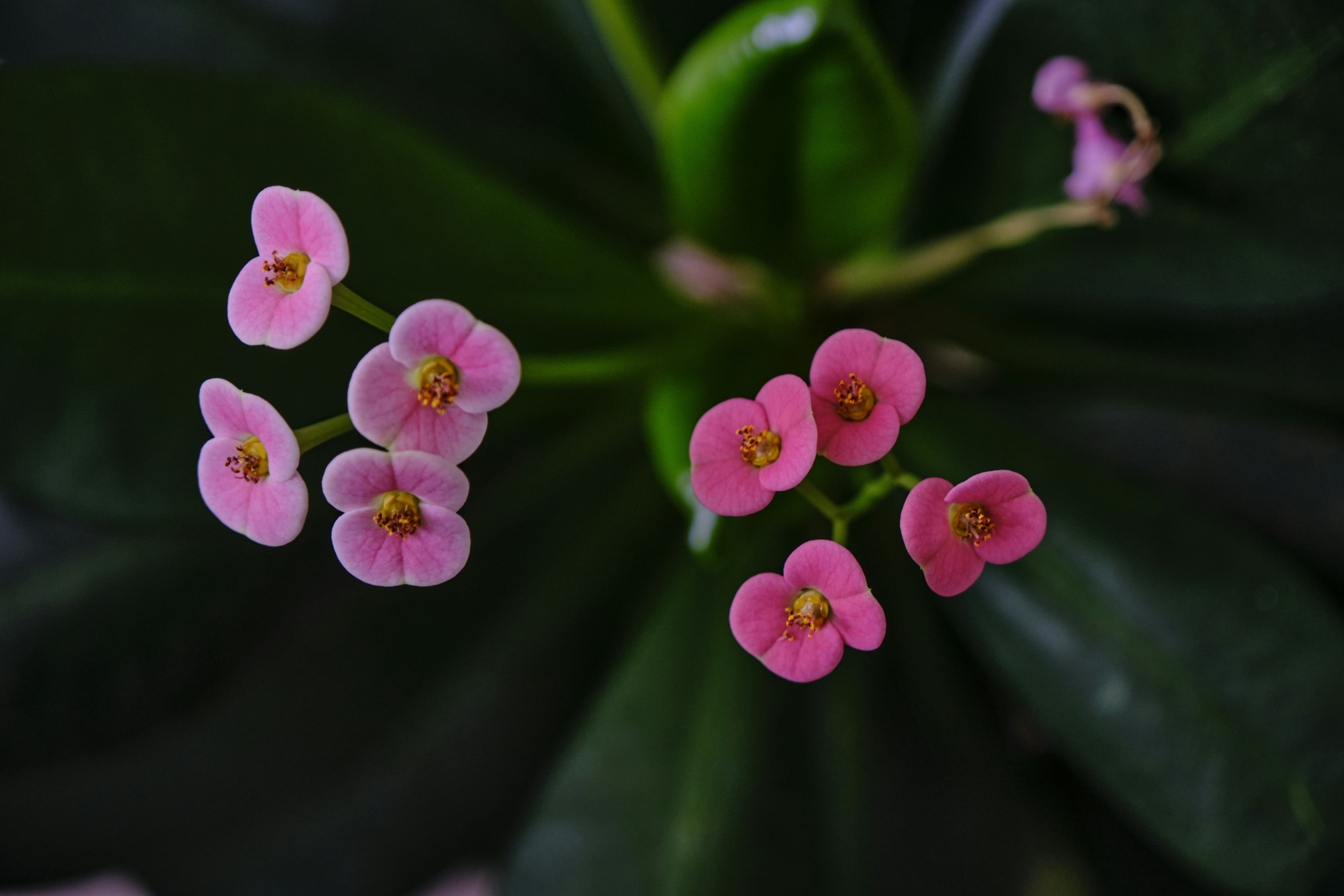 Photo by irfansimsar