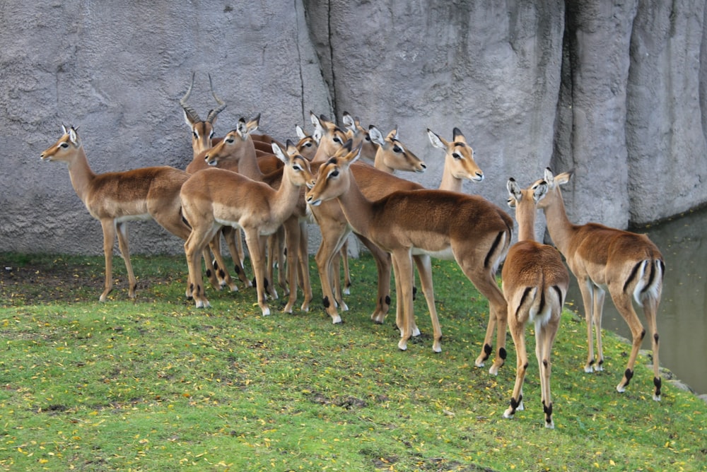 a herd of deer standing on top of a lush green field