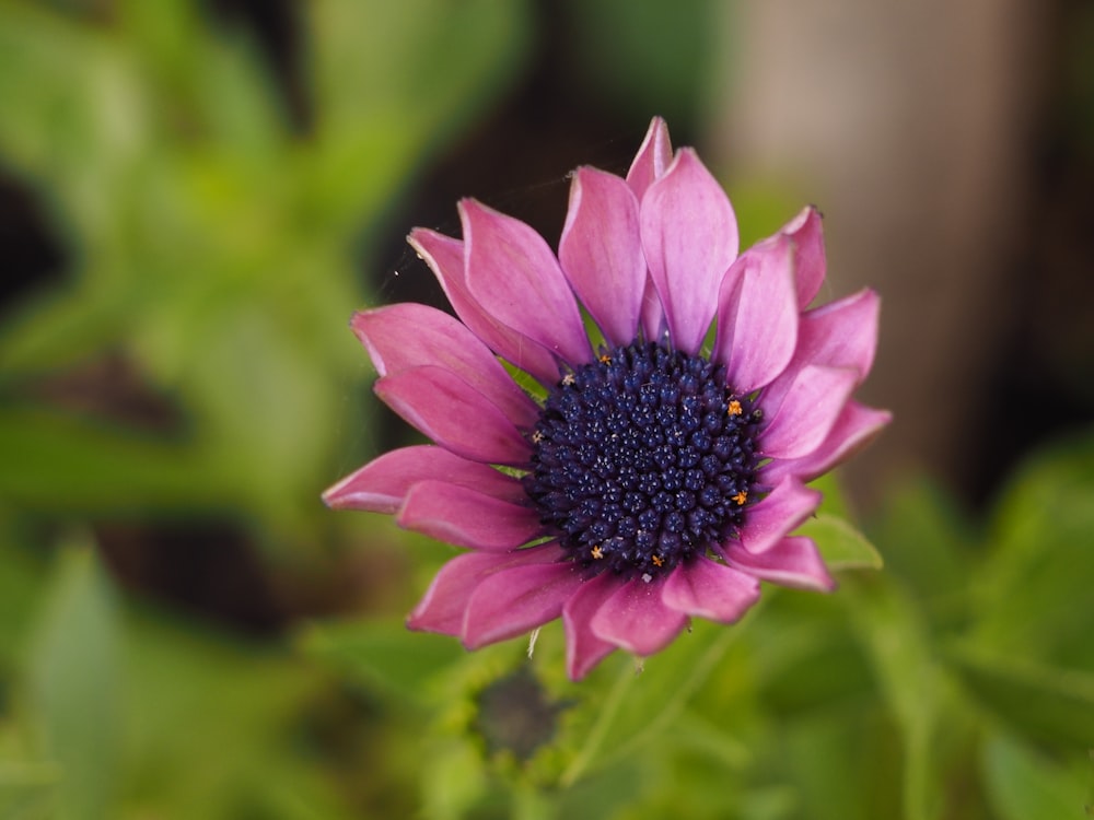 a close up of a purple flower with green leaves