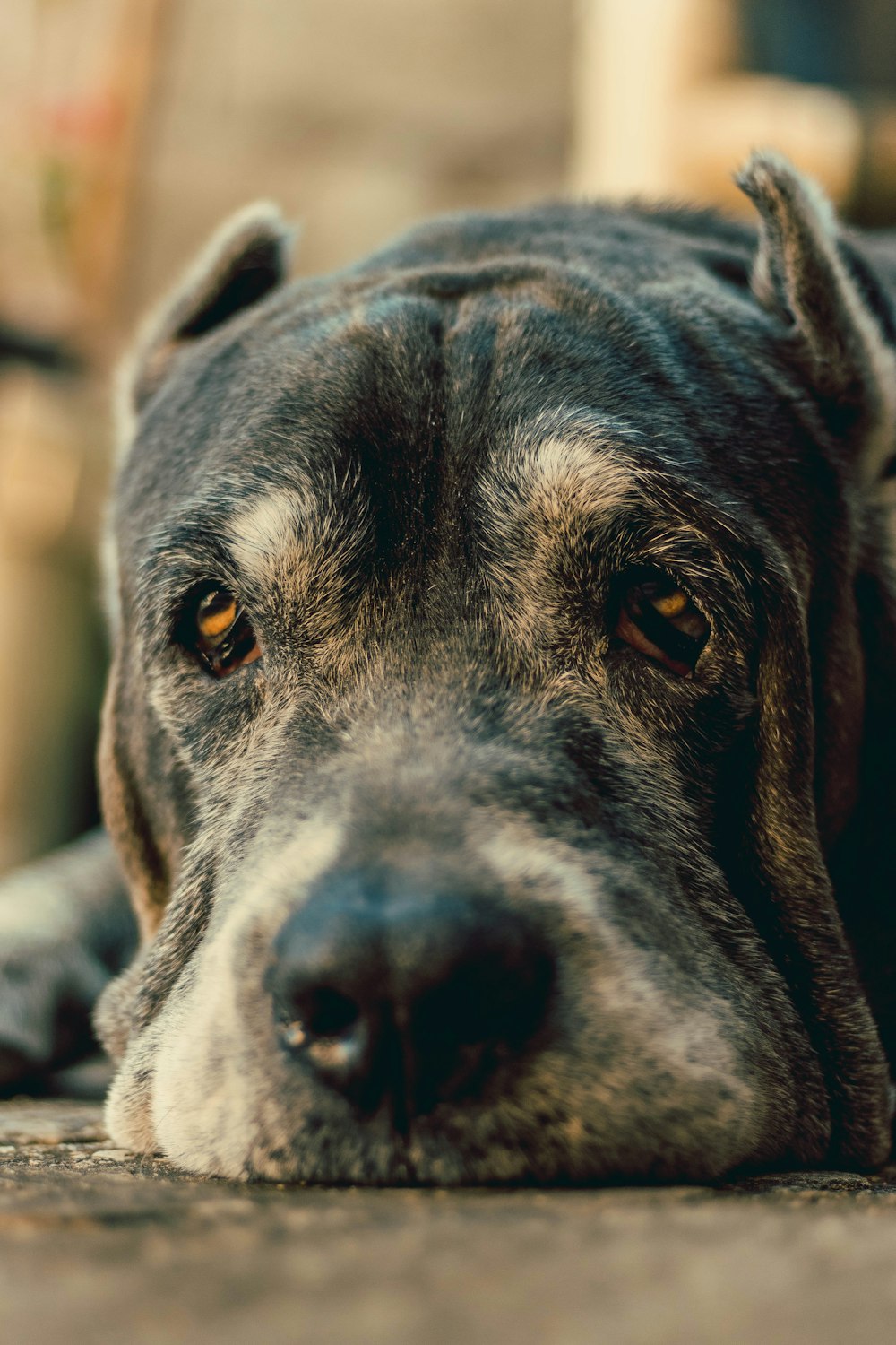 a close up of a dog laying on the ground