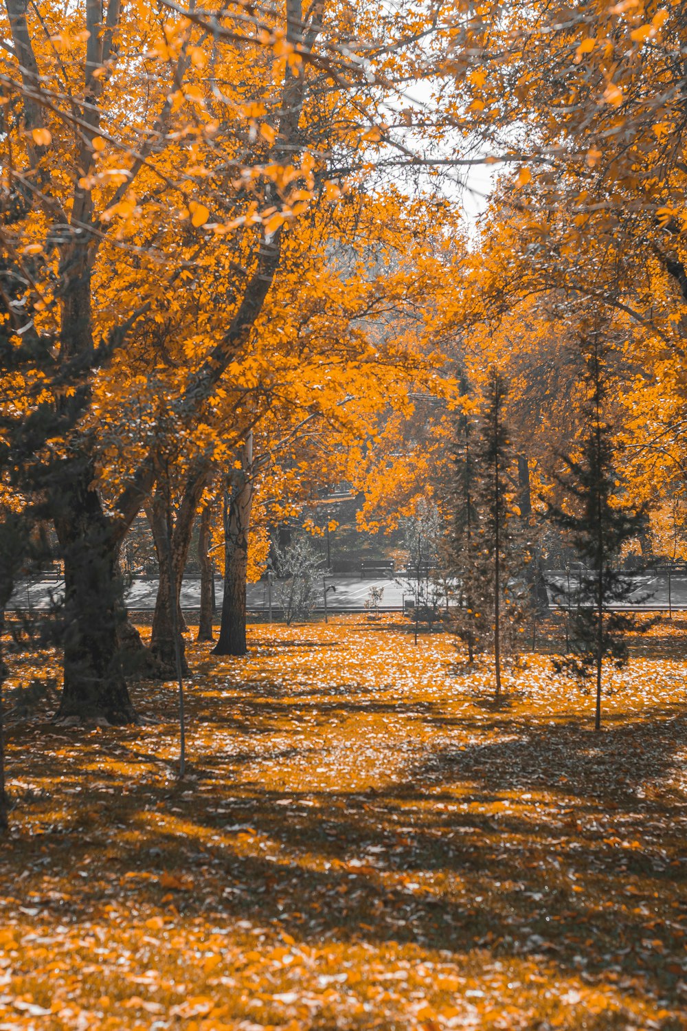 黄色い葉に覆われたたくさんの木々でいっぱいの公園
