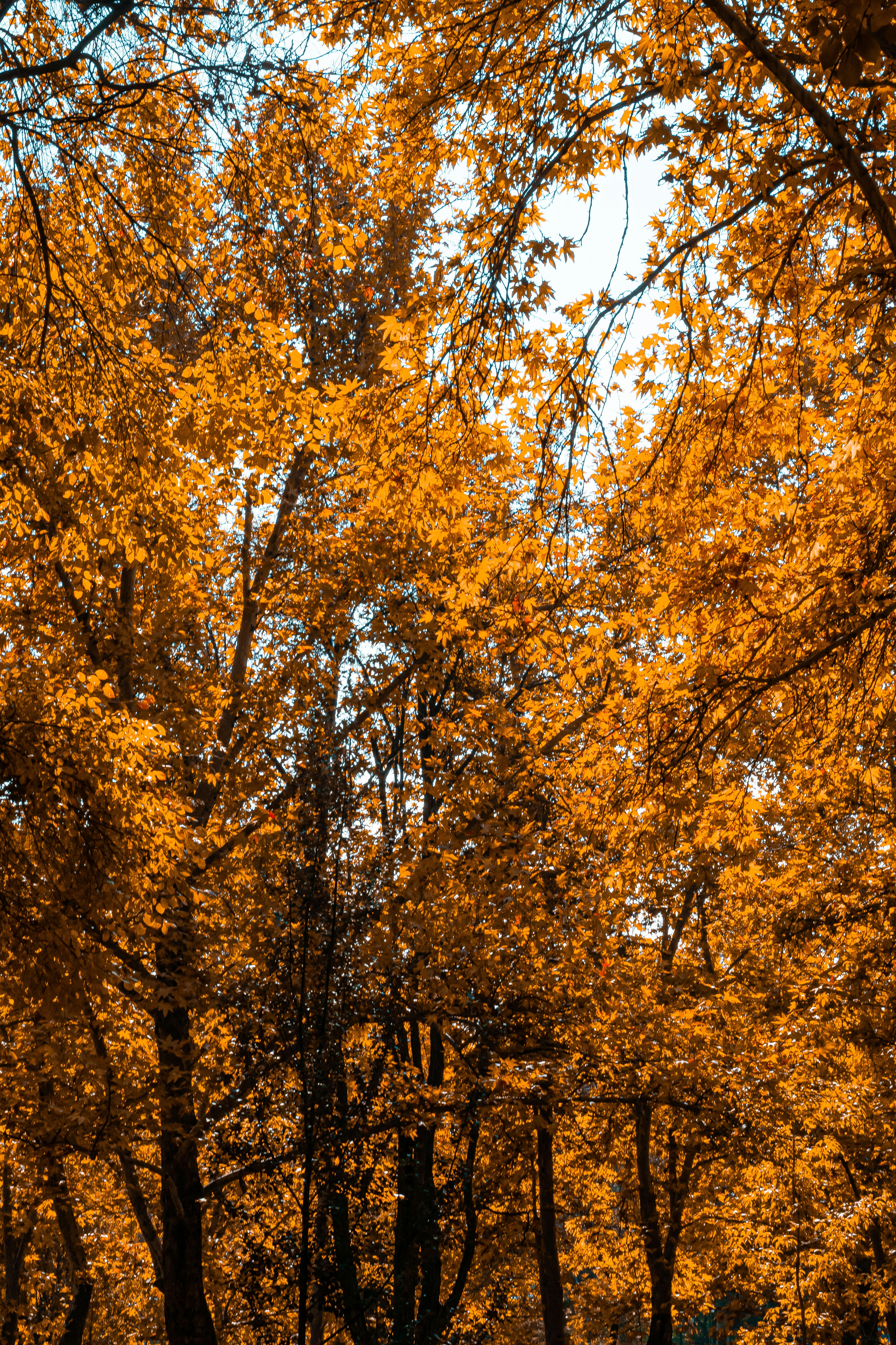 a group of trees with yellow leaves on them