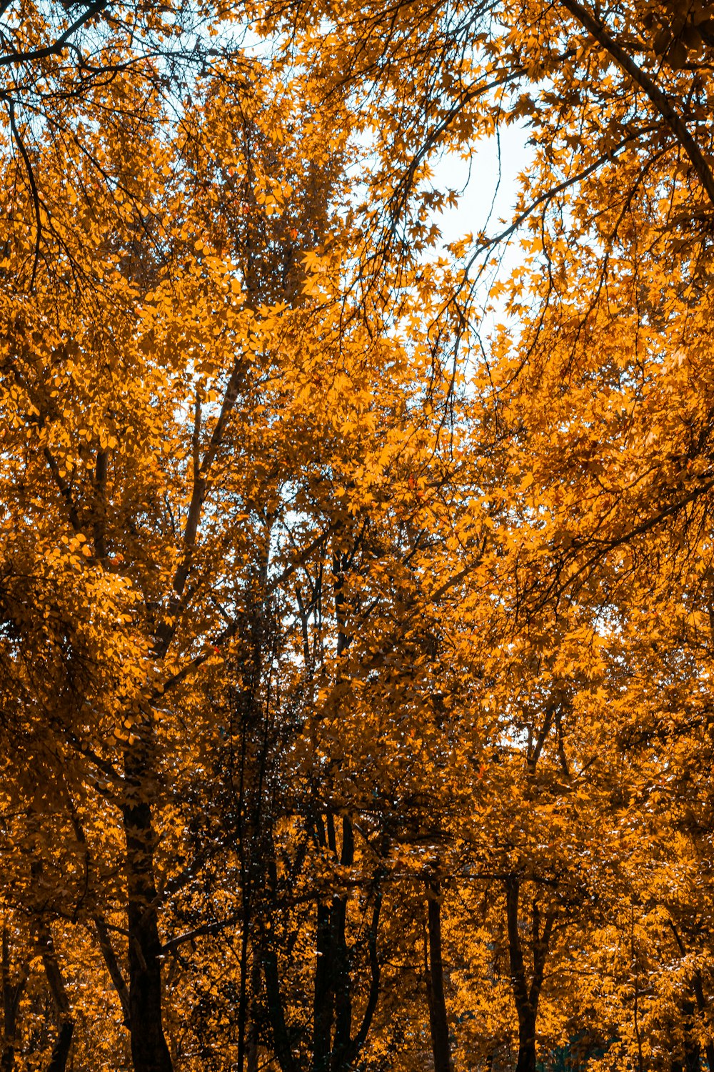 a group of trees with yellow leaves on them