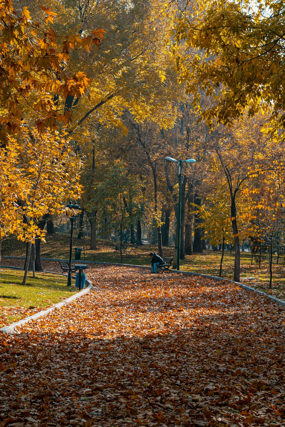 a pathway in a park with lots of leaves on the ground