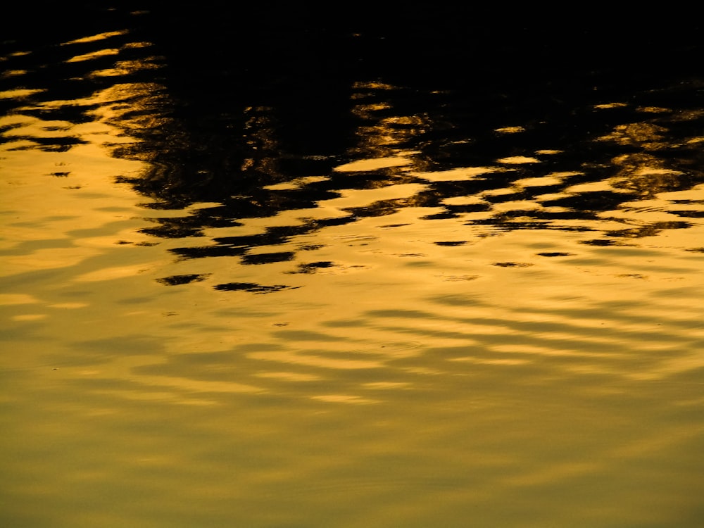 a duck floating on top of a body of water