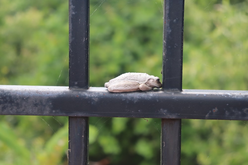 a small white bug sitting on top of a metal fence