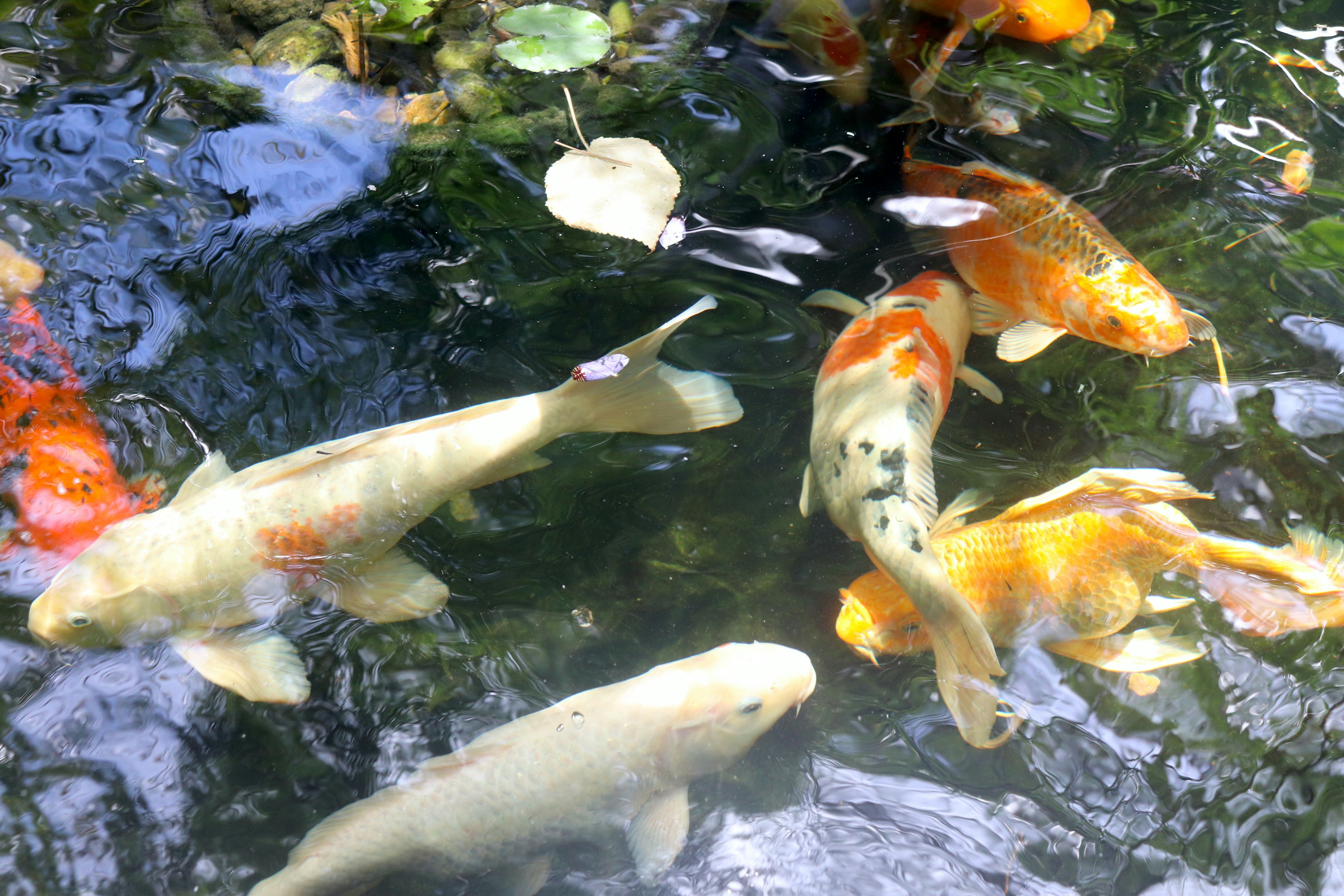 a group of fish swimming in a pond