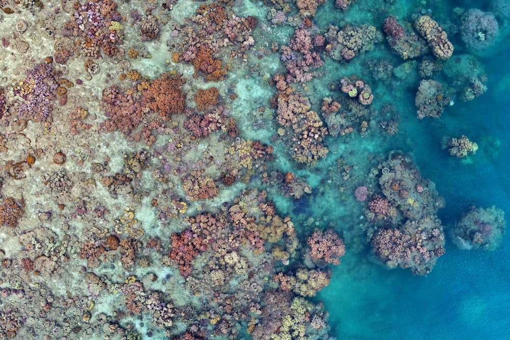 an aerial view of a coral reef in the ocean