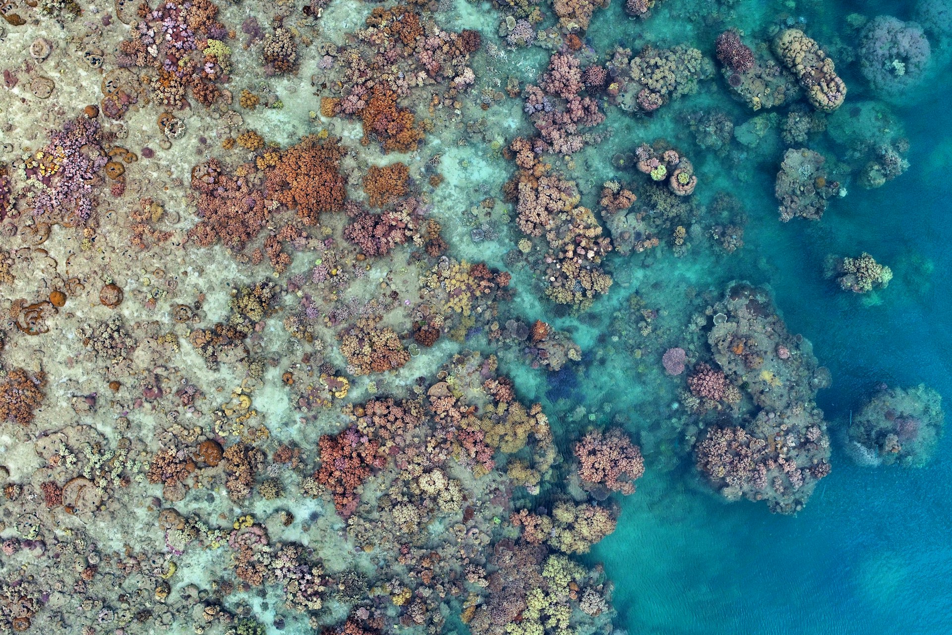 an aerial view of a coral reef in the ocean