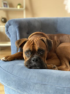 A dog resting calmly on a couch during a home consultation