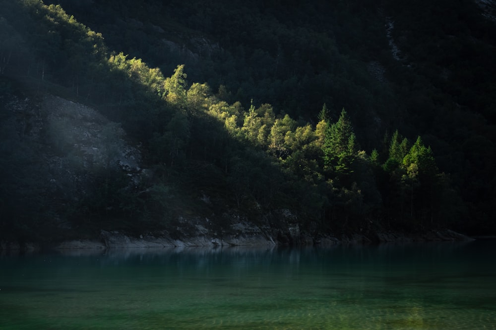 a body of water surrounded by a forest