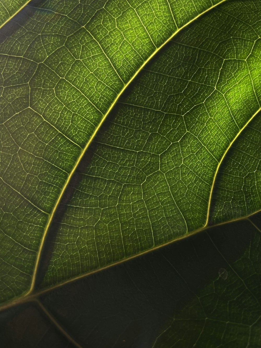 a close up view of a green leaf