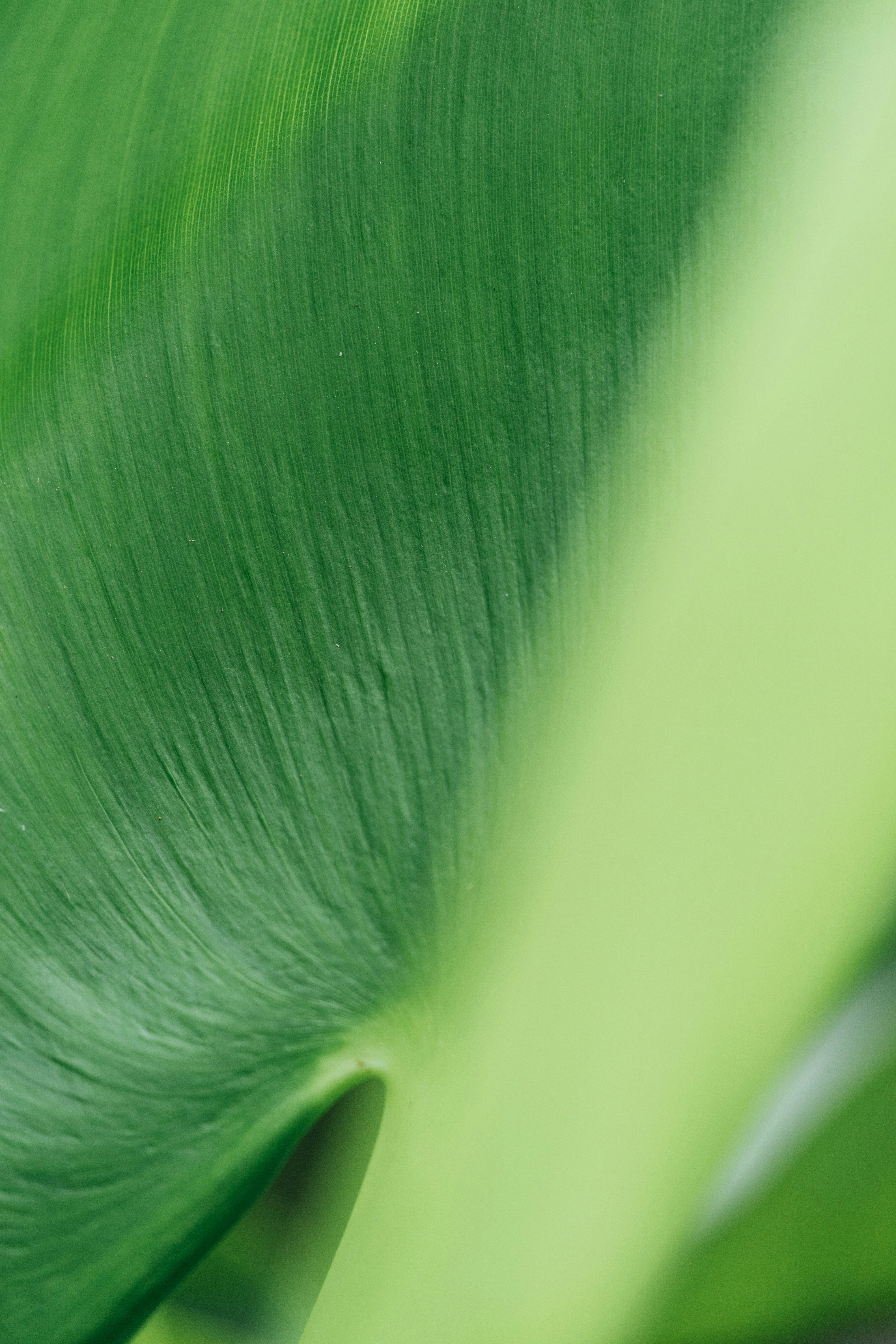 a close up of a large green leaf