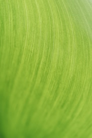 a close up of a green leaf texture