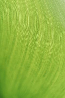 a close up of a green leaf texture