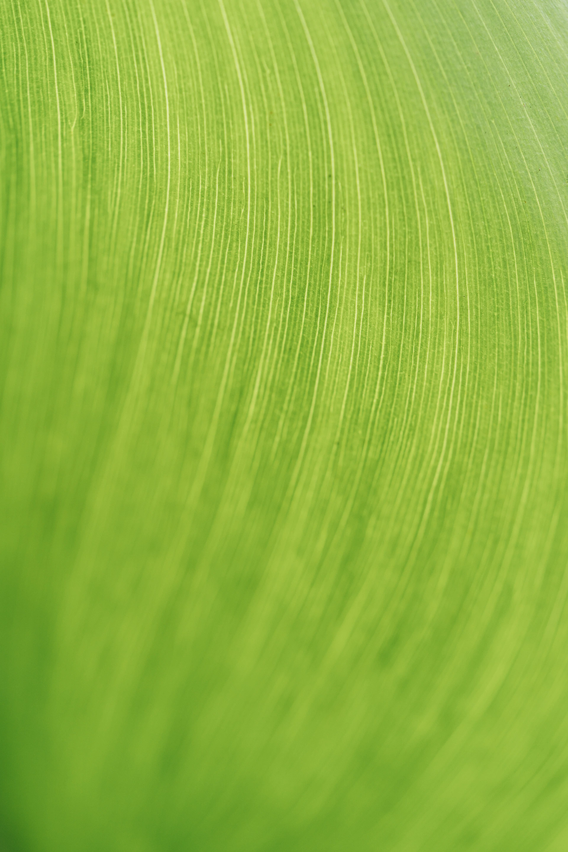 a close up of a green leaf texture