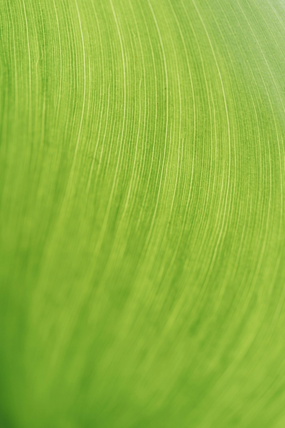 녹색 잎 질감의 클로즈업