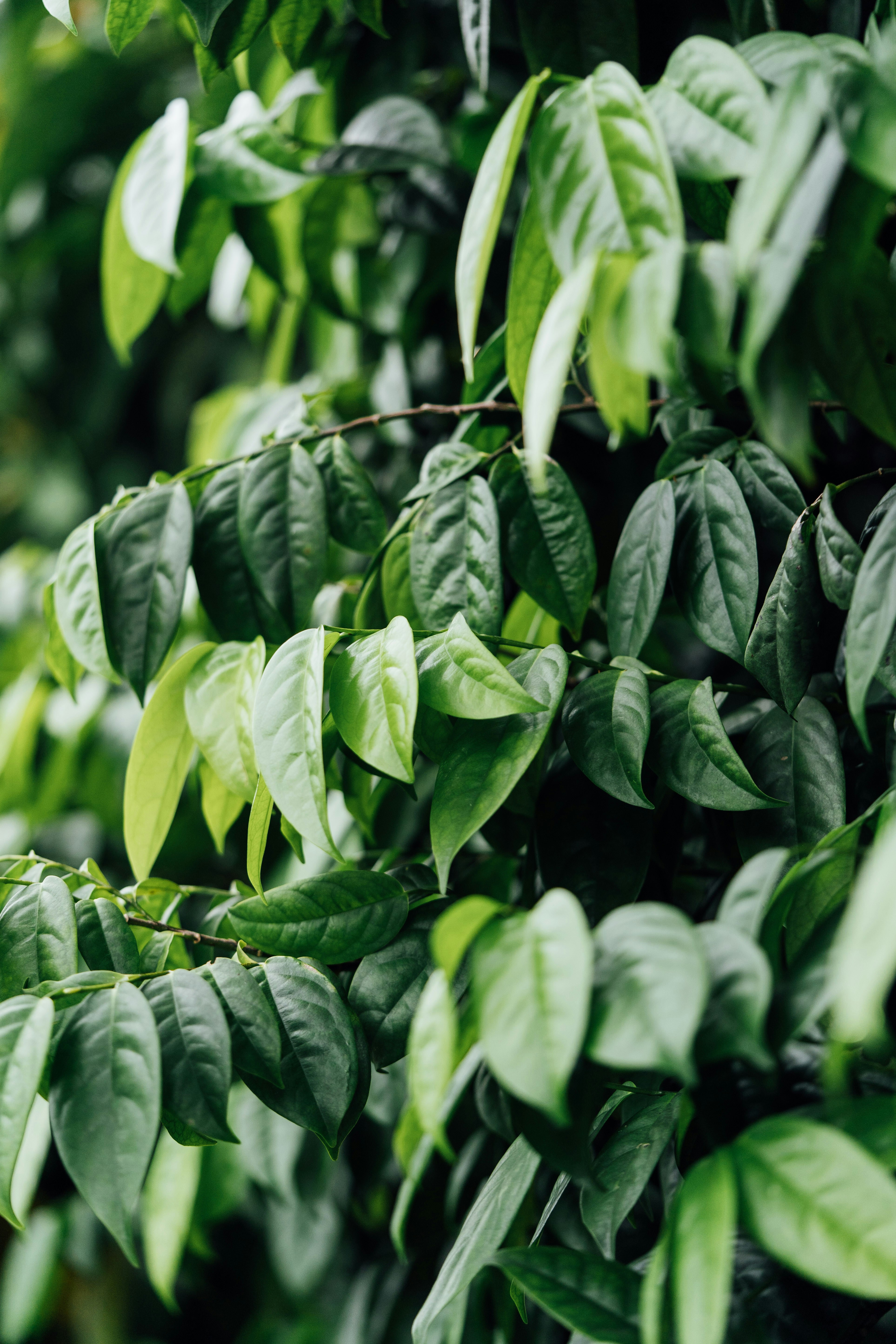 Photo by chuttersnap