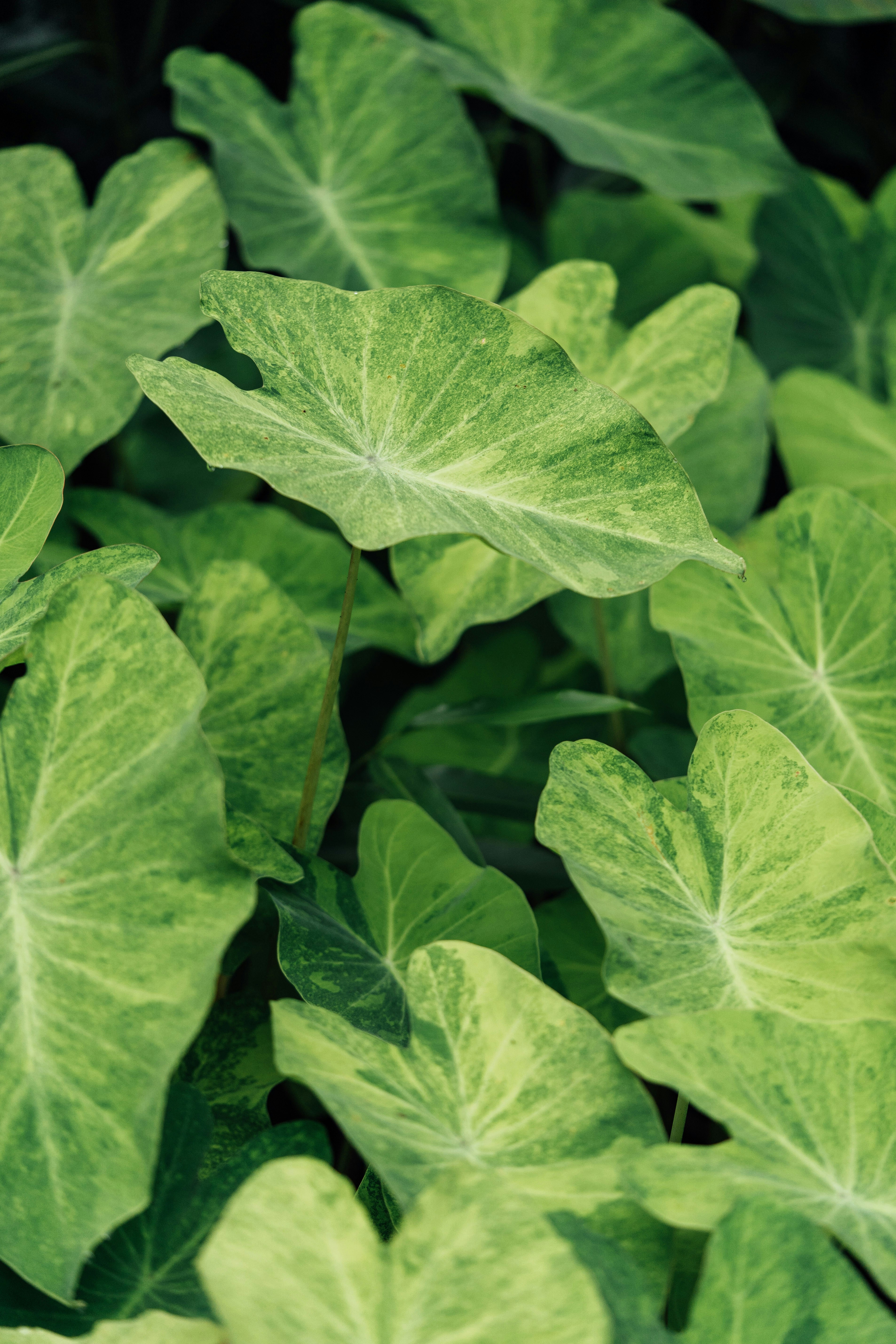 Photo by chuttersnap