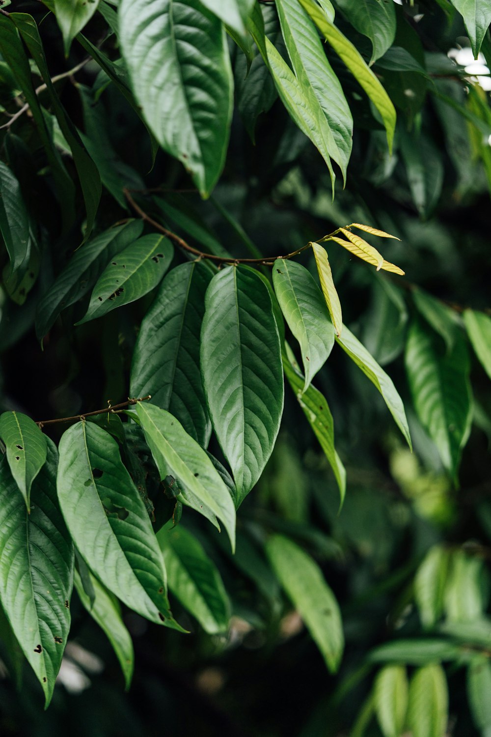 a close up of a green leafy tree